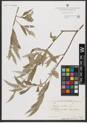 Foto von Salix alba L.